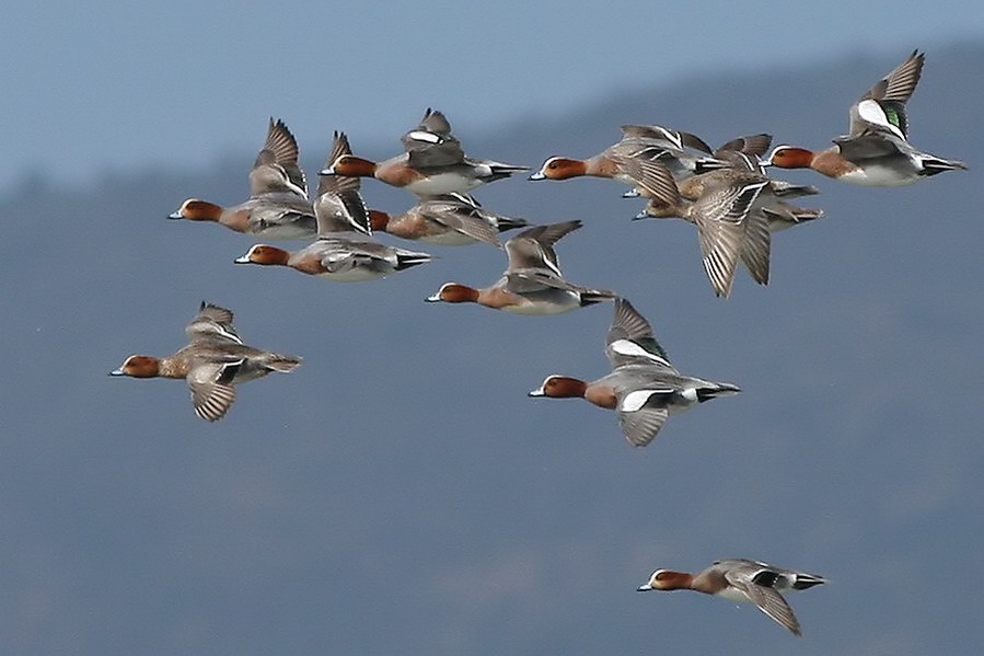 Eurasian Wigeon
