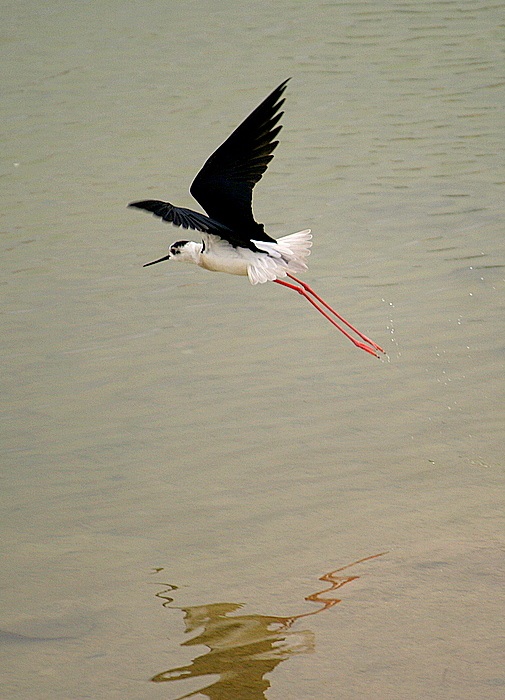 Black-winged Stilt