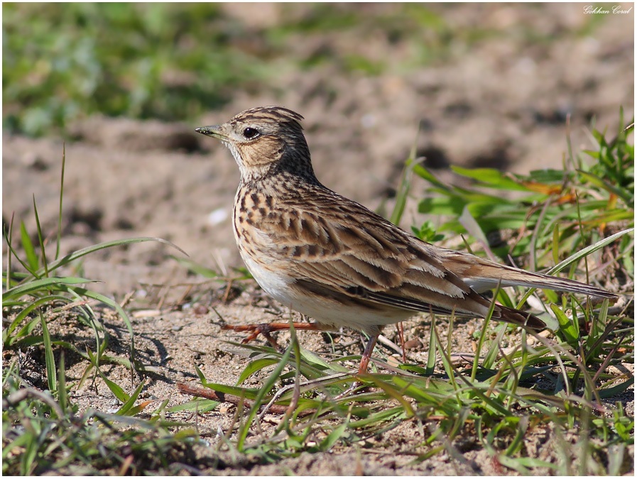 Eurasian Skylark