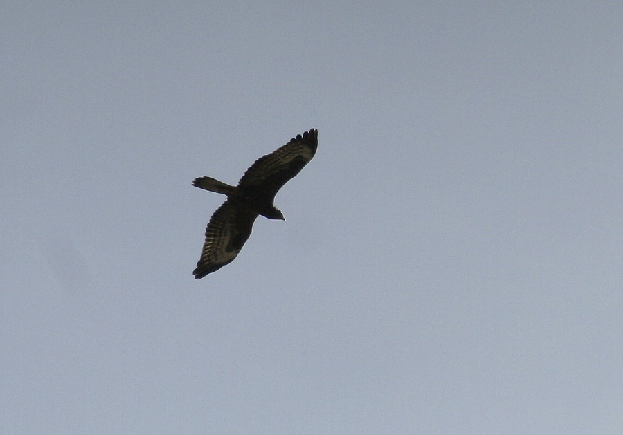 European Honey Buzzard
