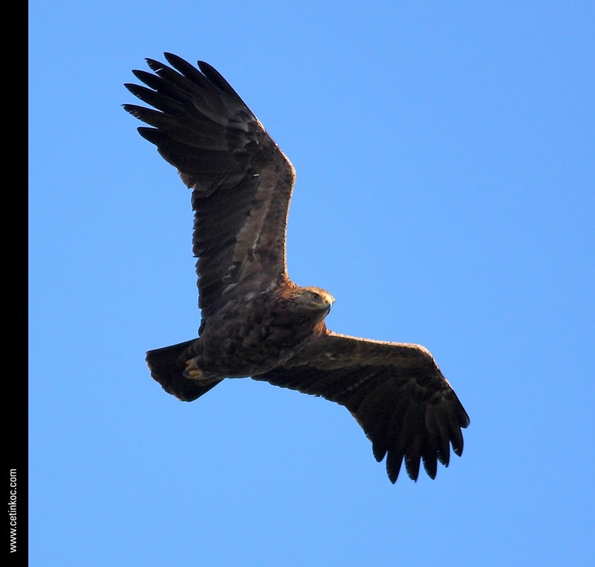Lesser Spotted Eagle