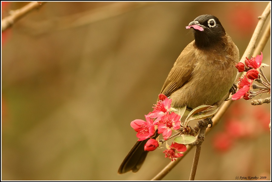 White-spectacled Bulbul