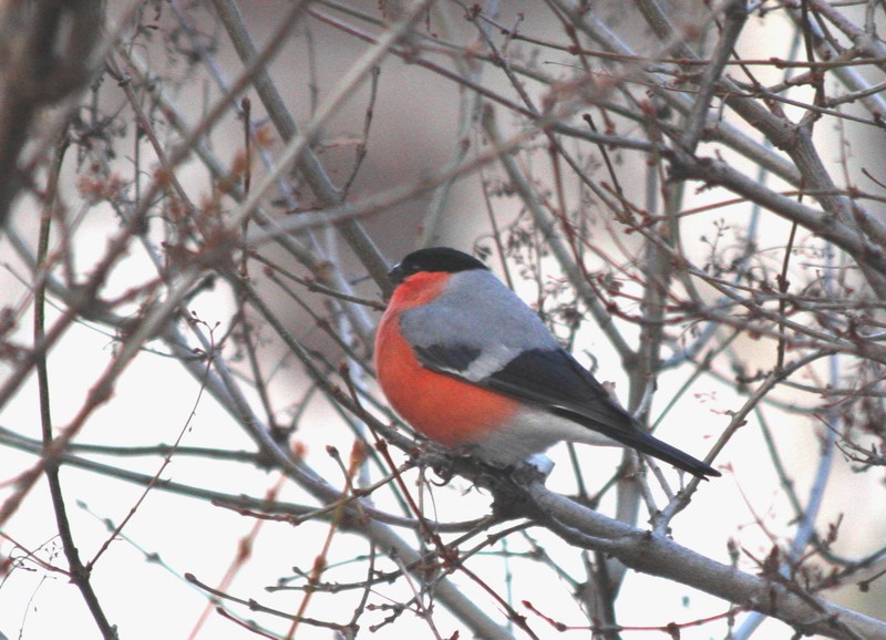 Eurasian Bullfinch