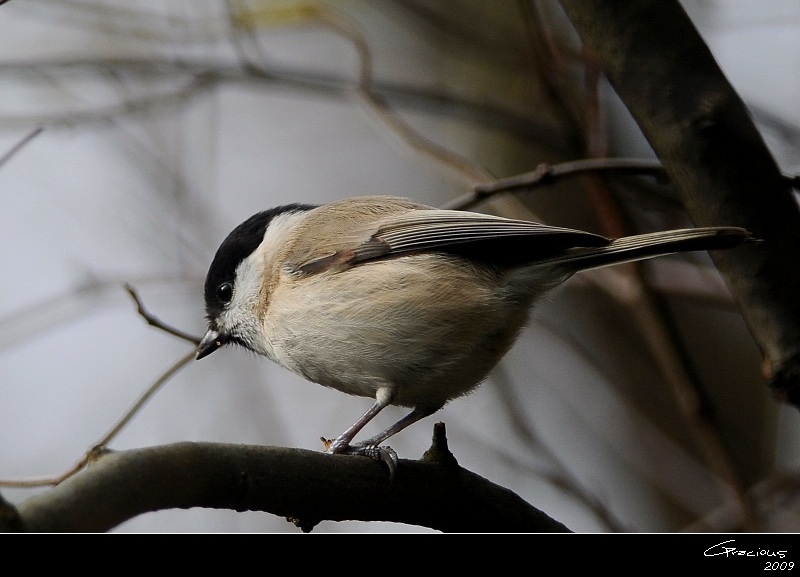 Marsh Tit