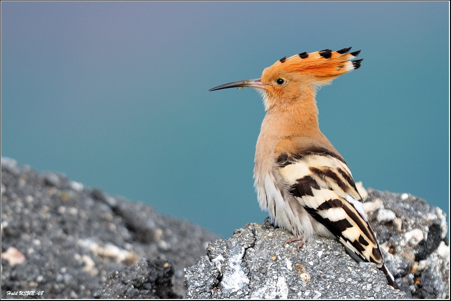 Common Hoopoe