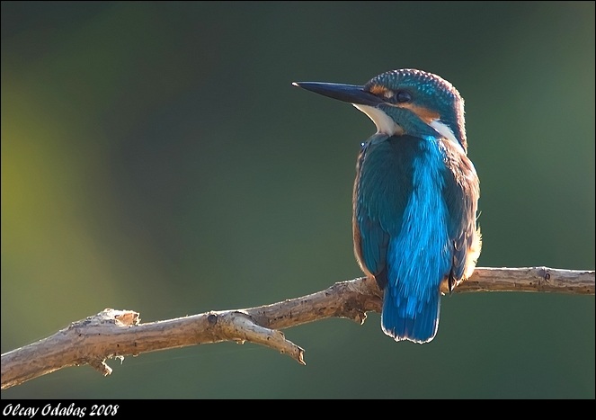 Common Kingfisher
