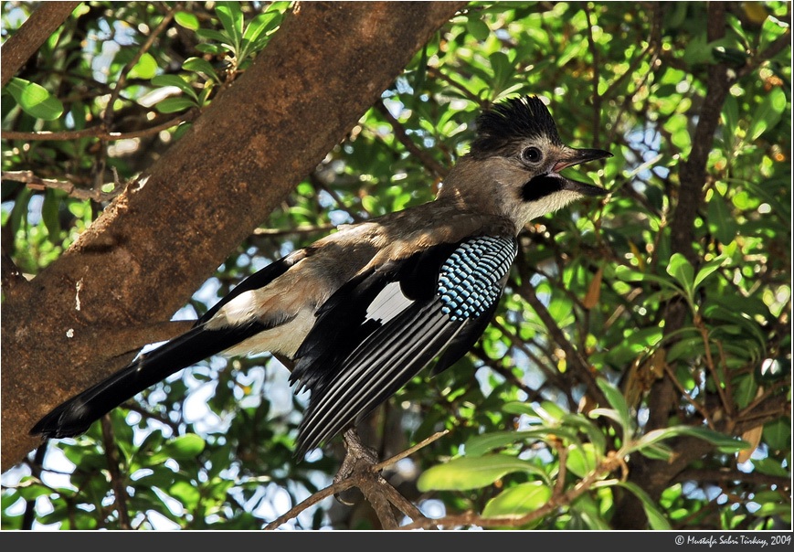 Eurasian Jay