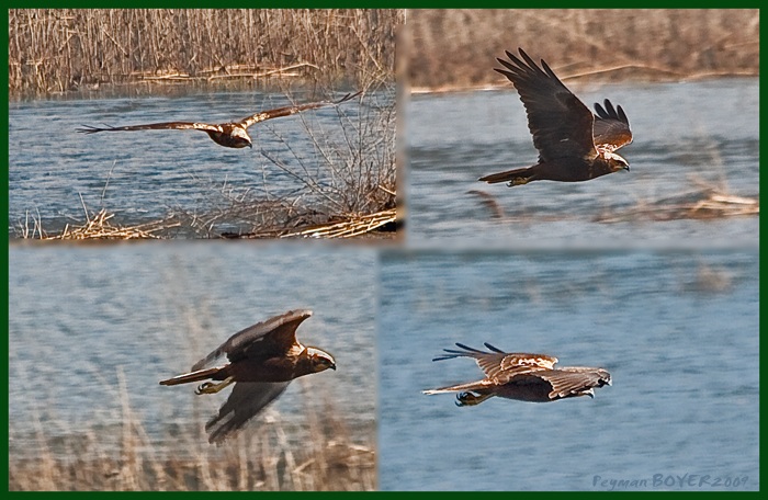 Western Marsh Harrier