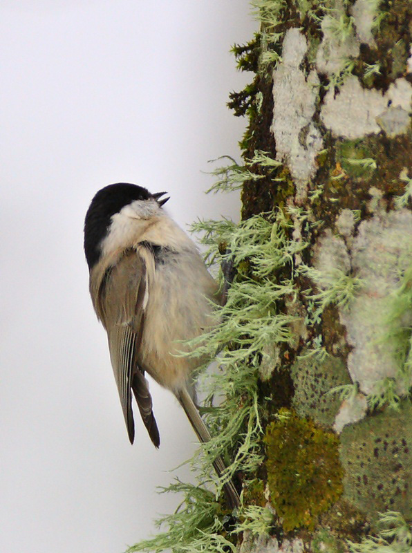 Marsh Tit