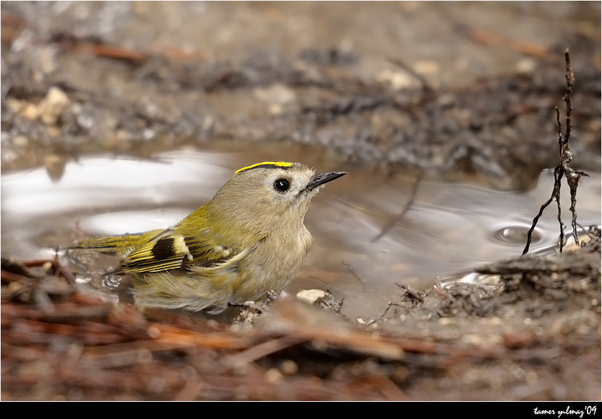 Goldcrest