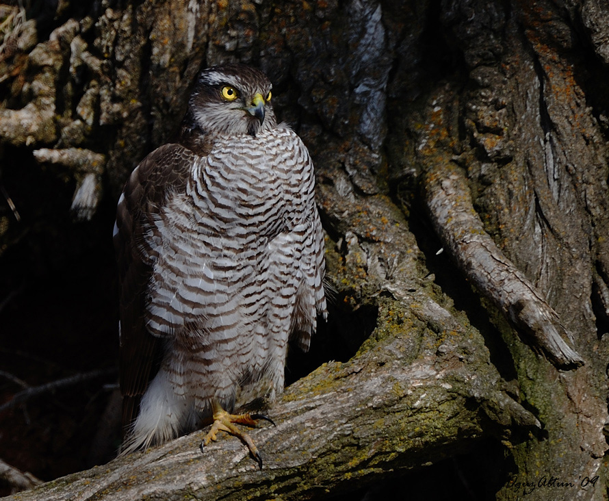 Eurasian Sparrowhawk