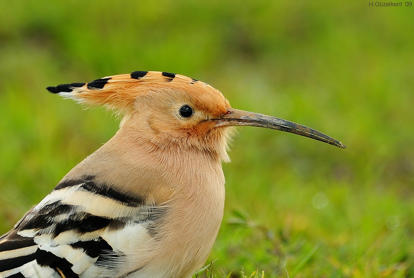 Common Hoopoe