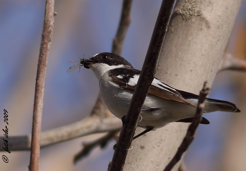Semicollared Flycatcher