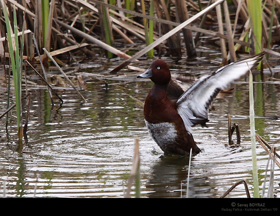 Ferruginous Duck