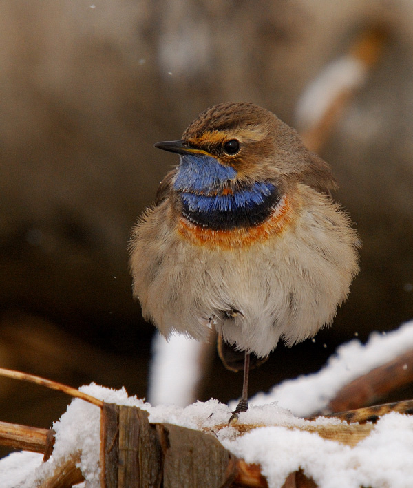 Bluethroat