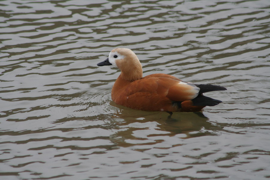 Ruddy Shelduck