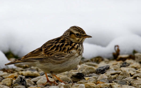 Woodlark