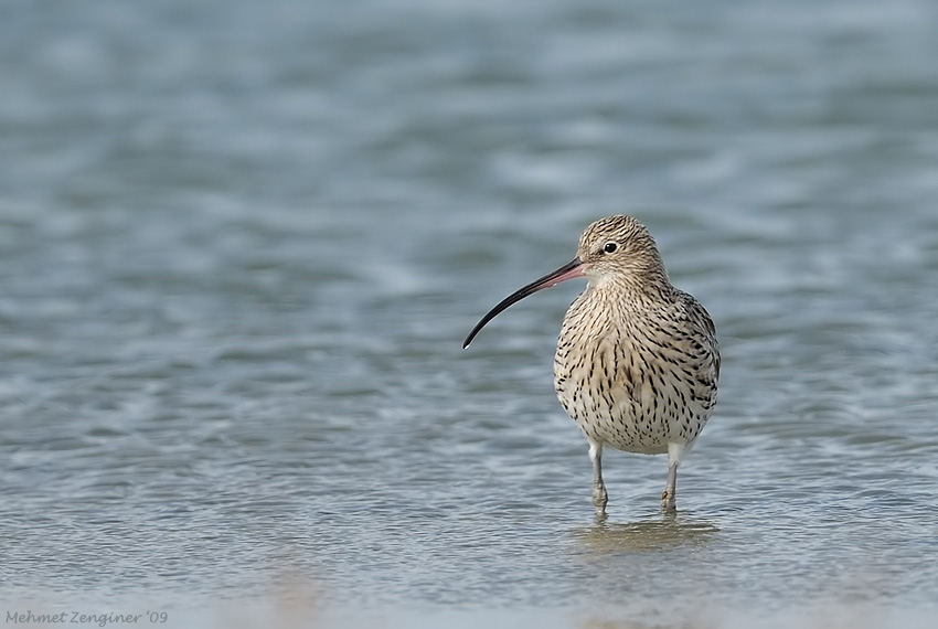 Eurasian Curlew