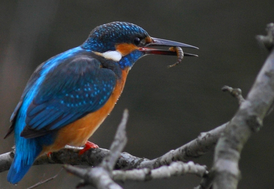 Common Kingfisher