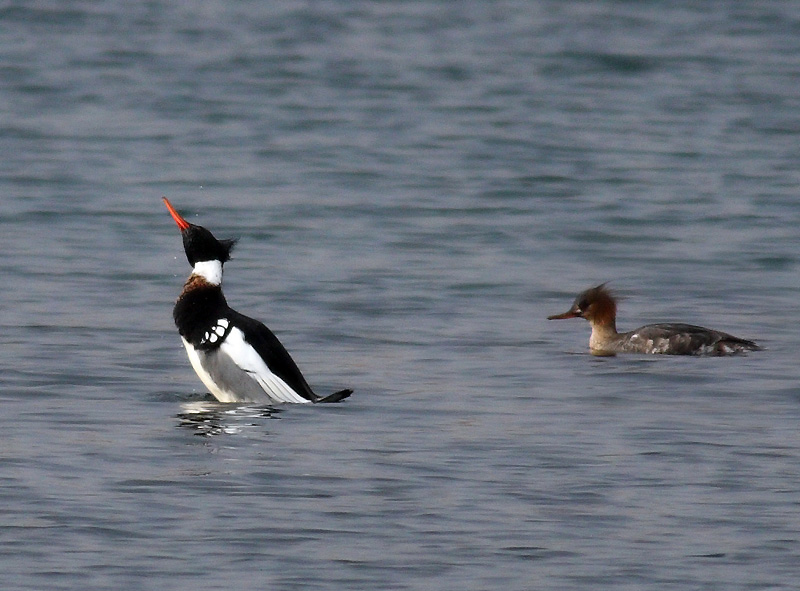 Red-breasted Merganser