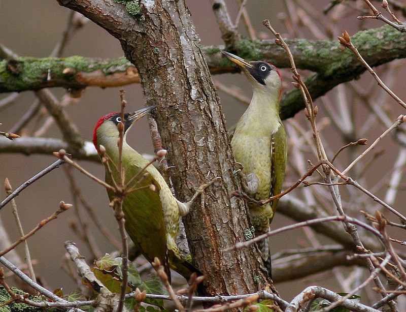 European Green Woodpecker
