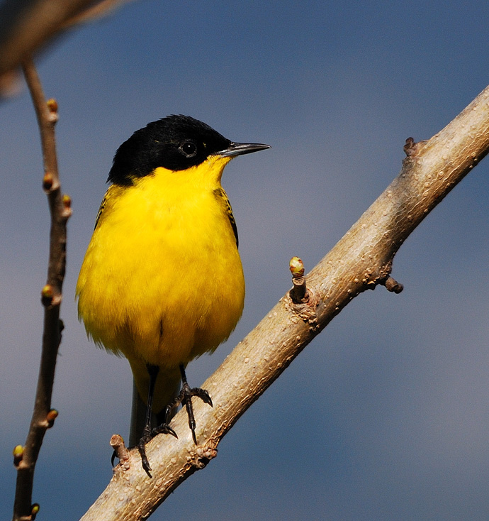 Western Yellow Wagtail