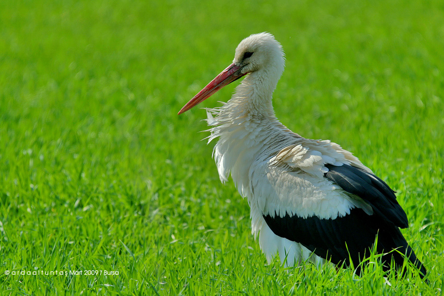 White Stork