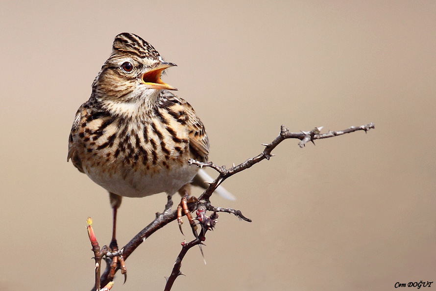 Eurasian Skylark