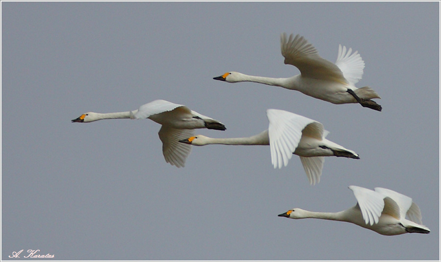 Tundra Swan
