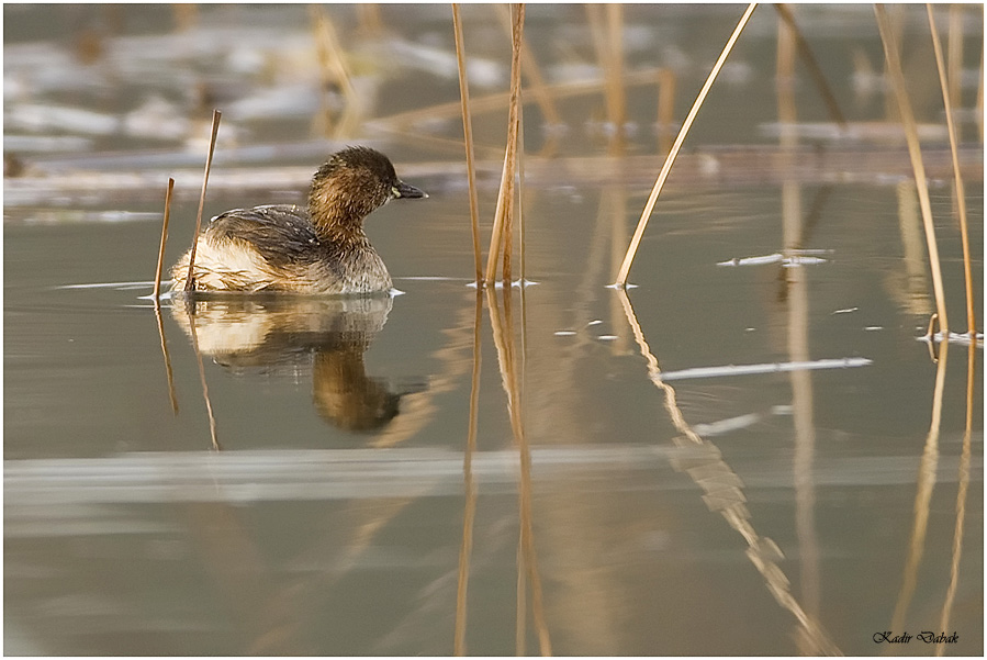 Little Grebe