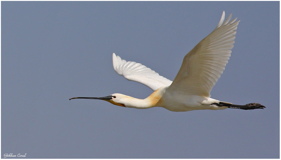Eurasian Spoonbill