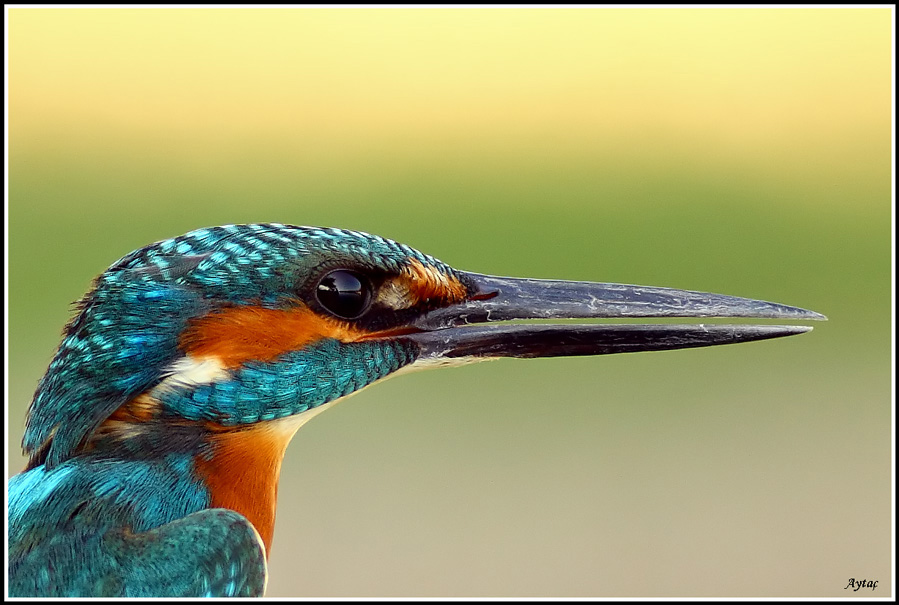 Common Kingfisher
