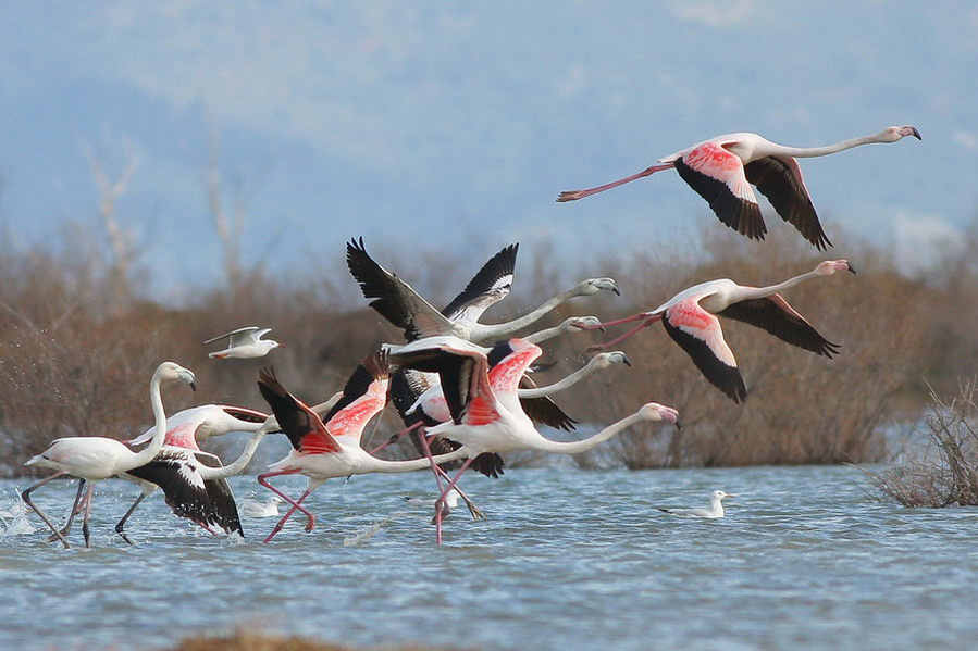 Greater Flamingo