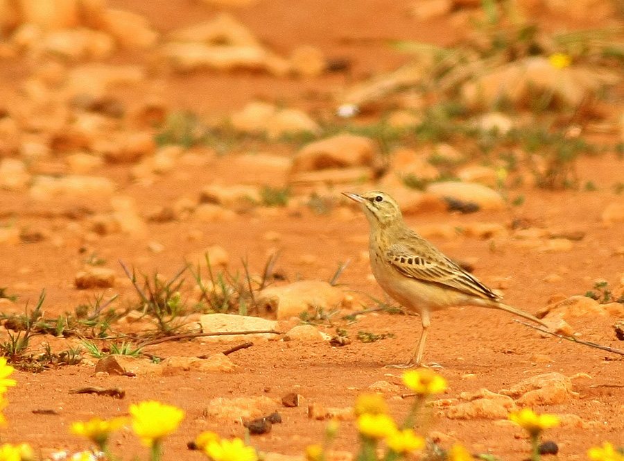 Tawny Pipit