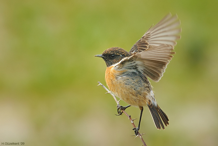 European Stonechat