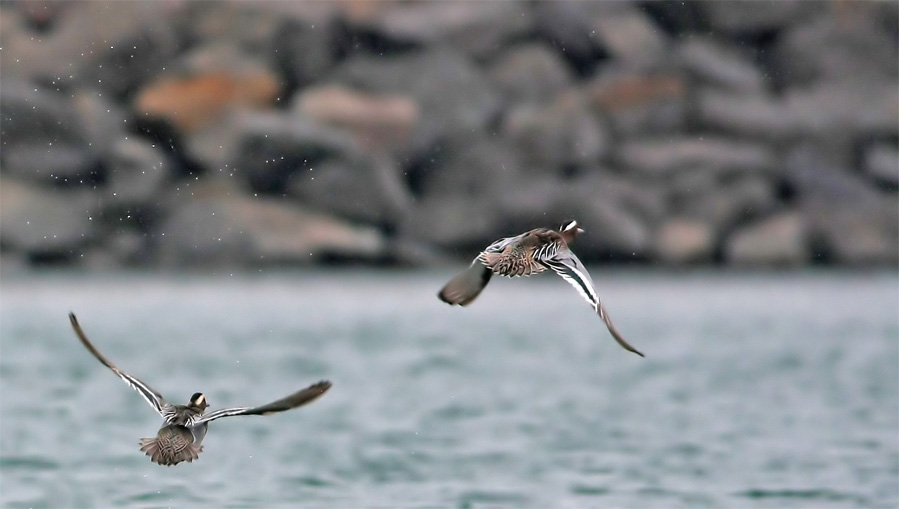 Garganey