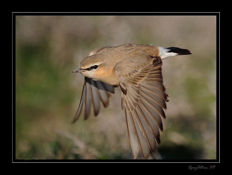 Isabelline Wheatear
