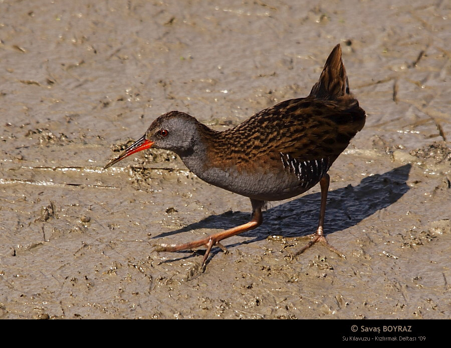 Water Rail