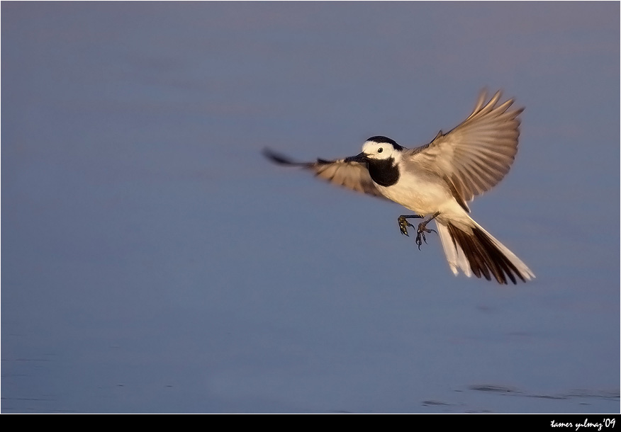 White Wagtail