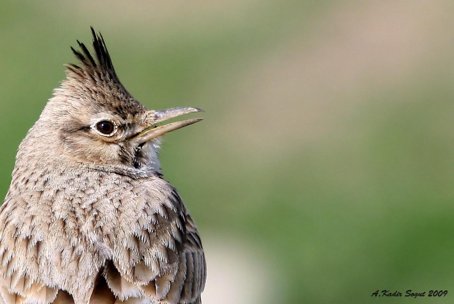 Crested Lark