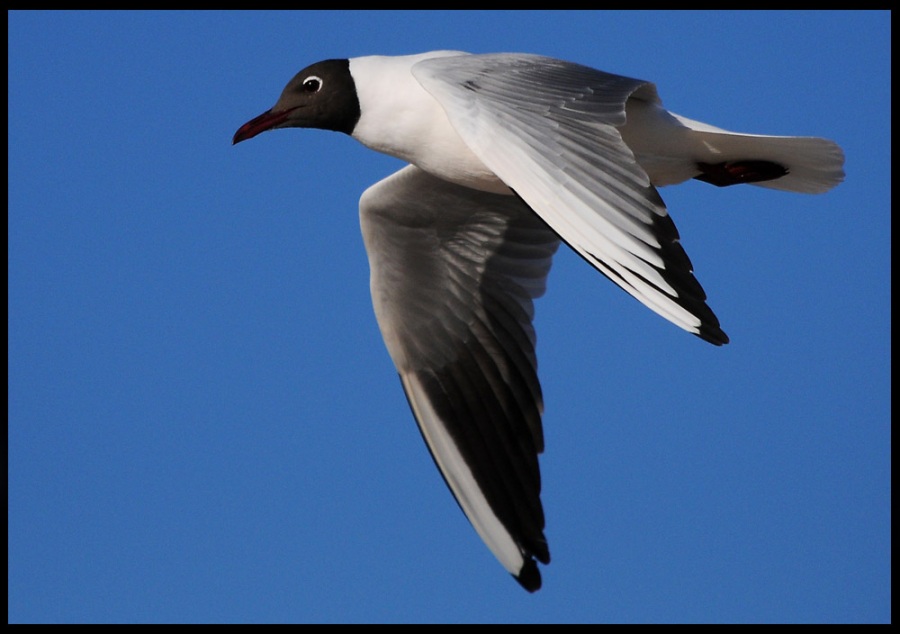 Black-headed Gull