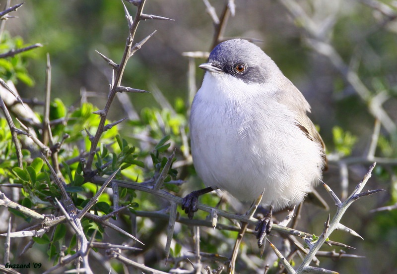 Lesser Whitethroat