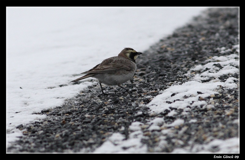 Horned Lark
