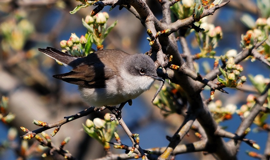 Lesser Whitethroat