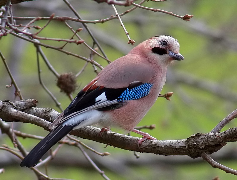 Eurasian Jay