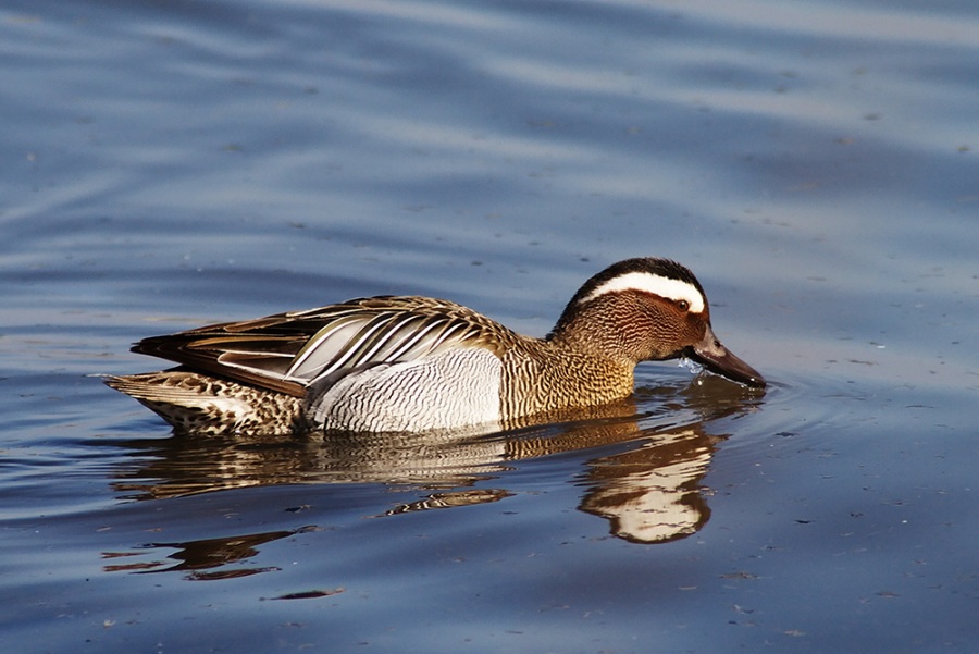 Garganey