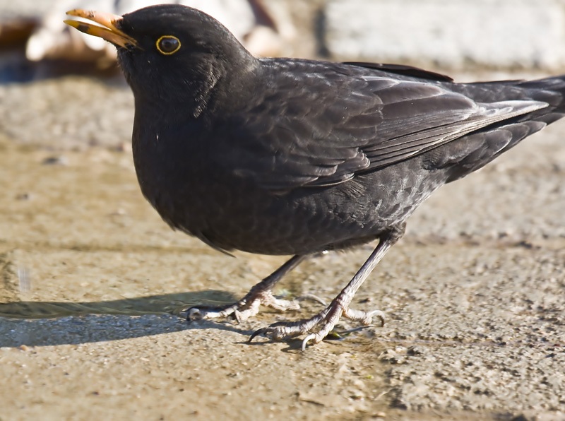 Common Blackbird