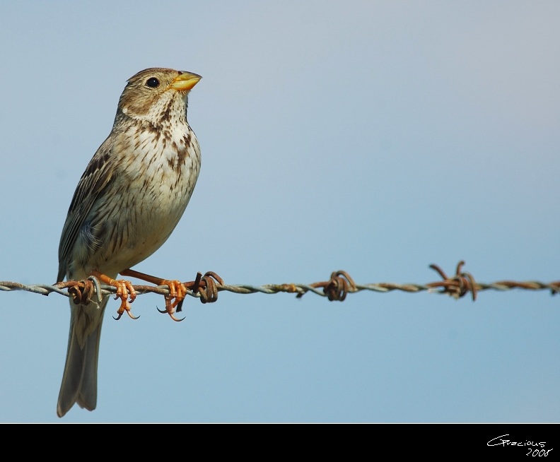 Corn Bunting