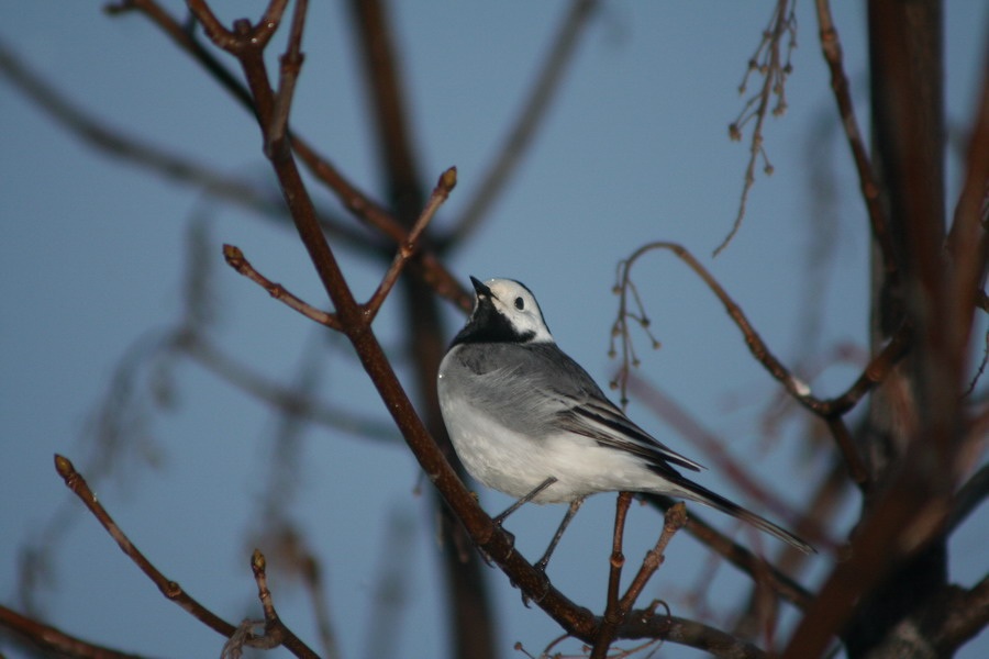 White Wagtail