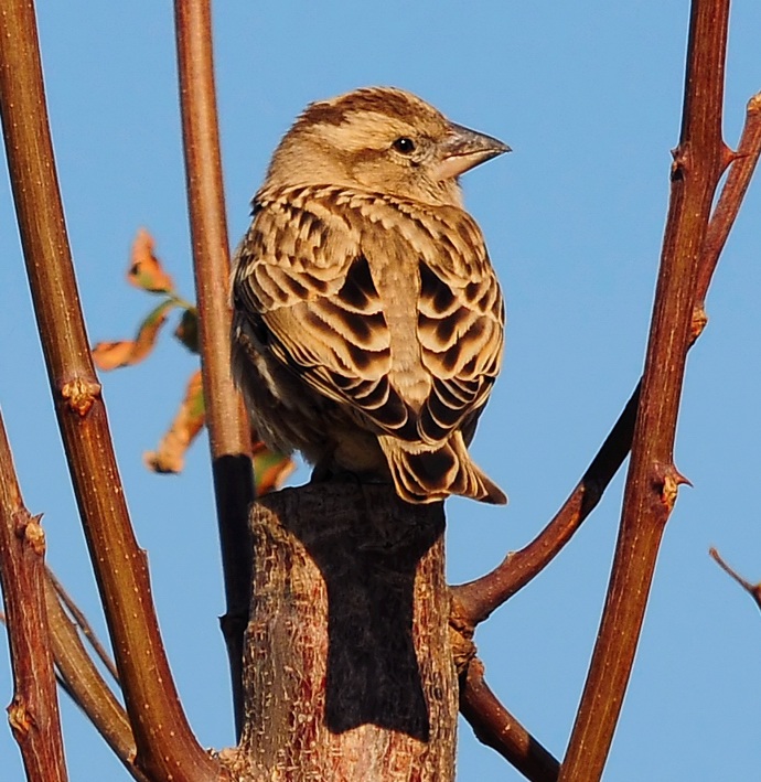 Rock Sparrow